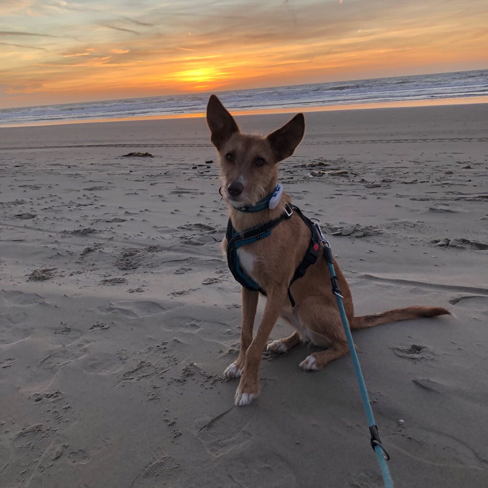 Hundetreffen-Canicross-Profilbild