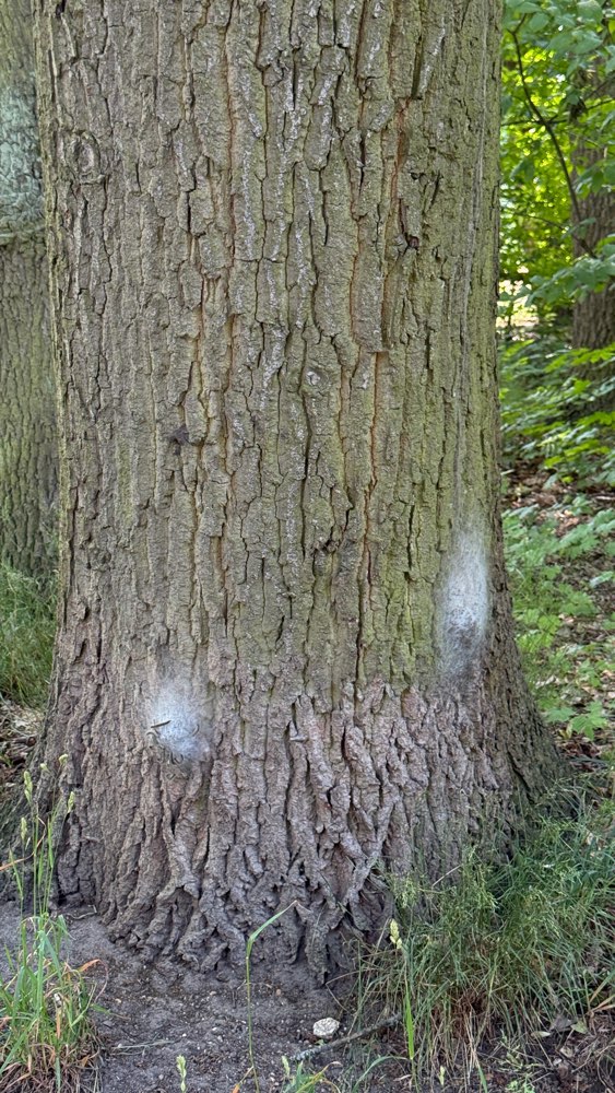 Giftköder-Eichenprozessionsspinner-Profilbild