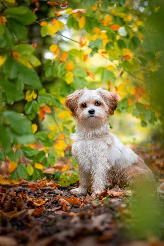 Hundetreffen-Kleine Hunde ganz groß-Profilbild