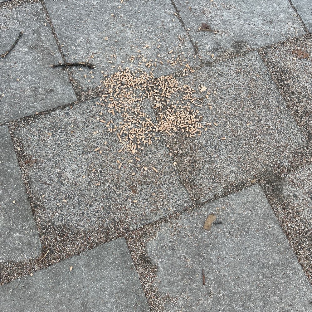 Giftköder-Rattengift-Giftköder-Profilbild