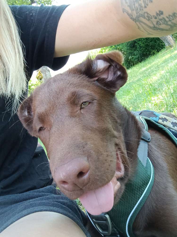 Hundetreffen-Spiel und spaß mit buddy-Profilbild