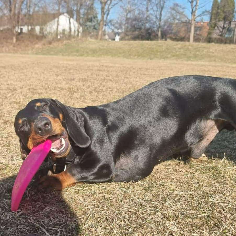 Hundetreffen-Spiel und Spaß-Profilbild