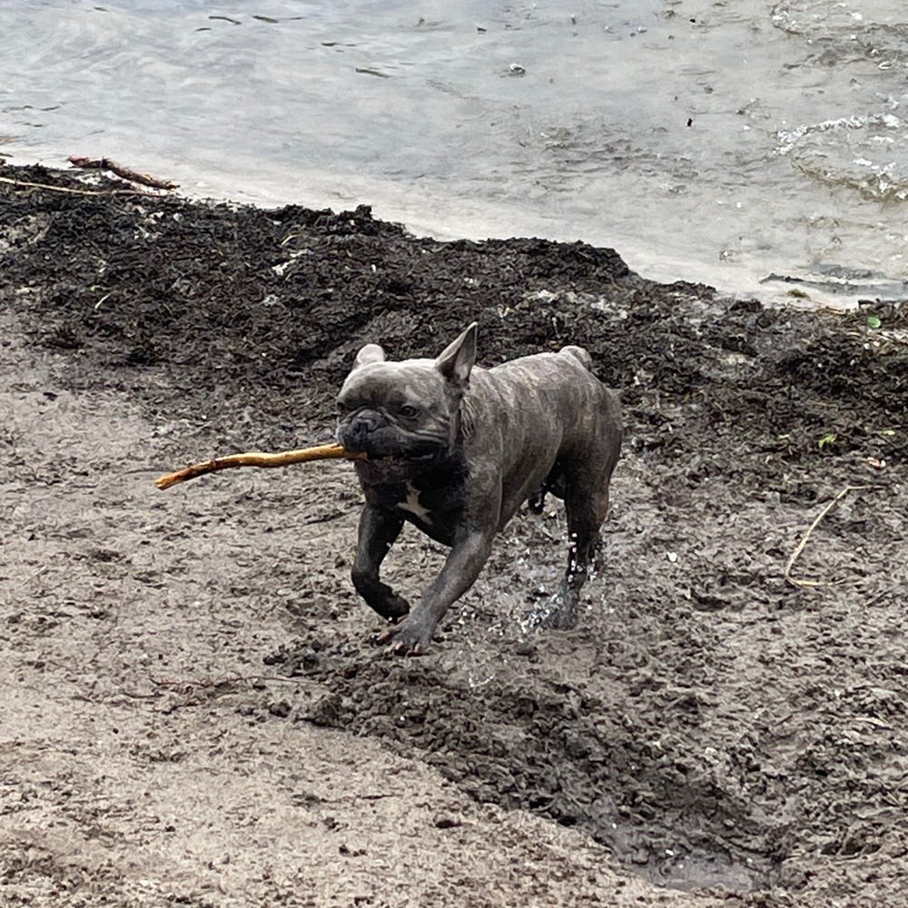 Hundetreffen-Toberunde-Profilbild