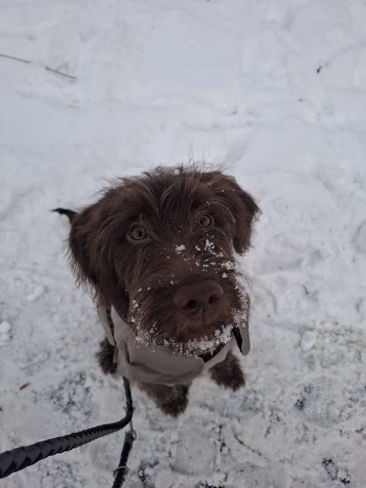 Hundetreffen-Gemeinsamen Spazieren und Traineren-Profilbild