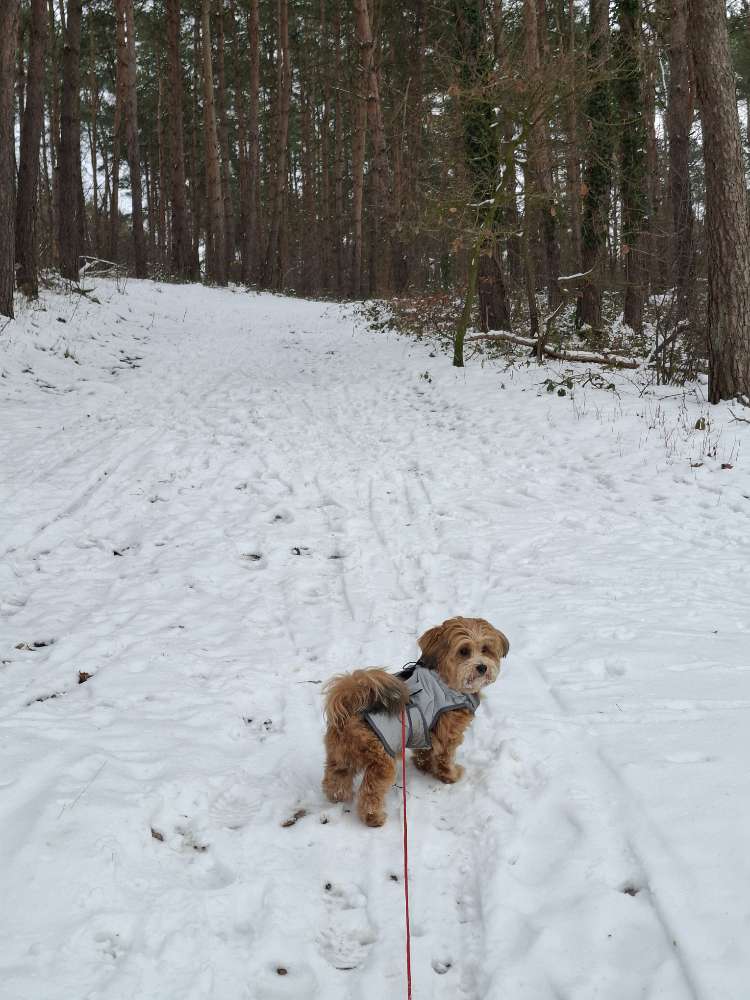 Hundetreffen-Treffen mit kleinen Rassen-Profilbild
