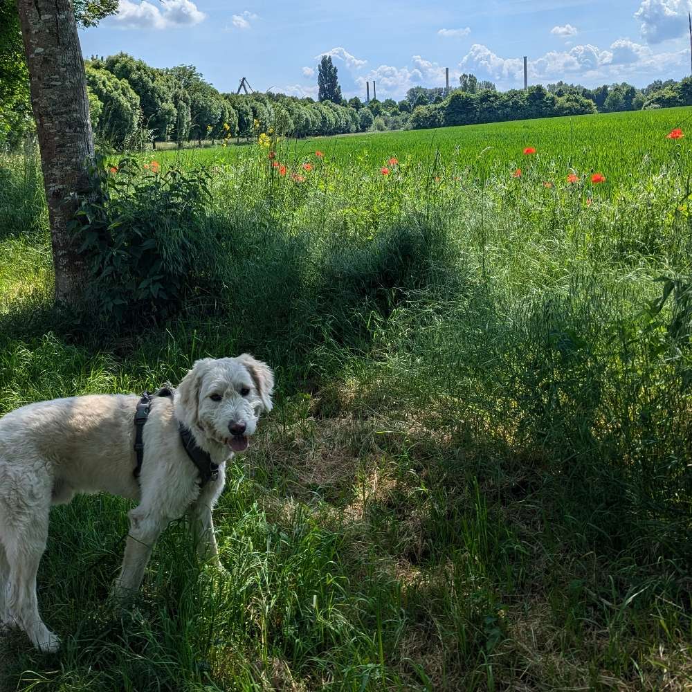 Hundetreffen-Spaziergang und Training-Profilbild