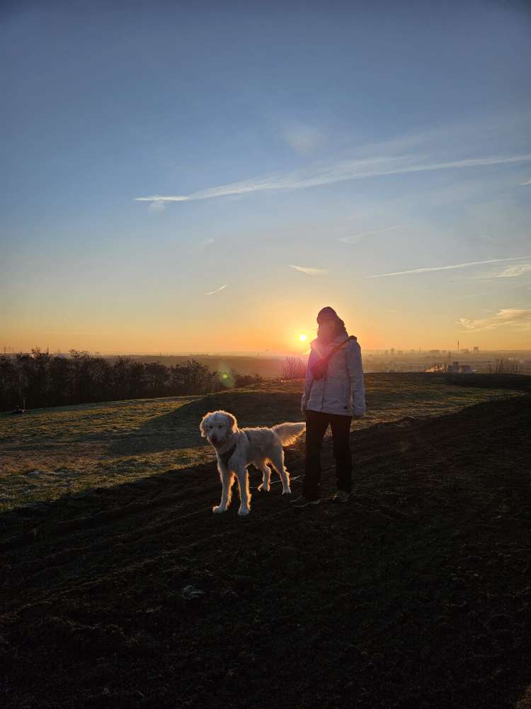 Hundetreffen-Spaziergang und Training-Profilbild