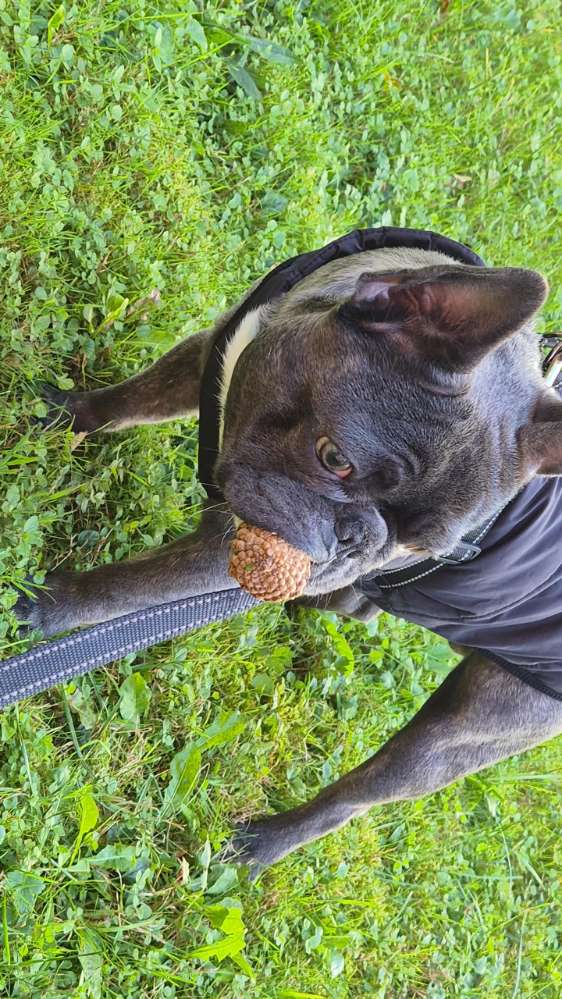 Hundetreffen-Dachau Ost-Profilbild