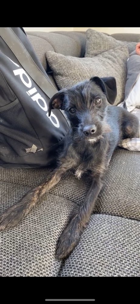 Hundetreffen-Spielpartner für Lya-Profilbild