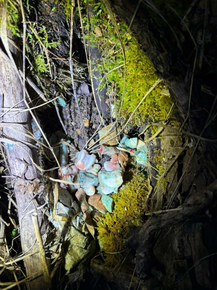 Giftköder-Giftköder-Profilbild