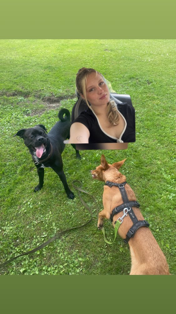 Hundetreffen-Gassi und Spiel Freunde gesucht 🐶☀️-Profilbild
