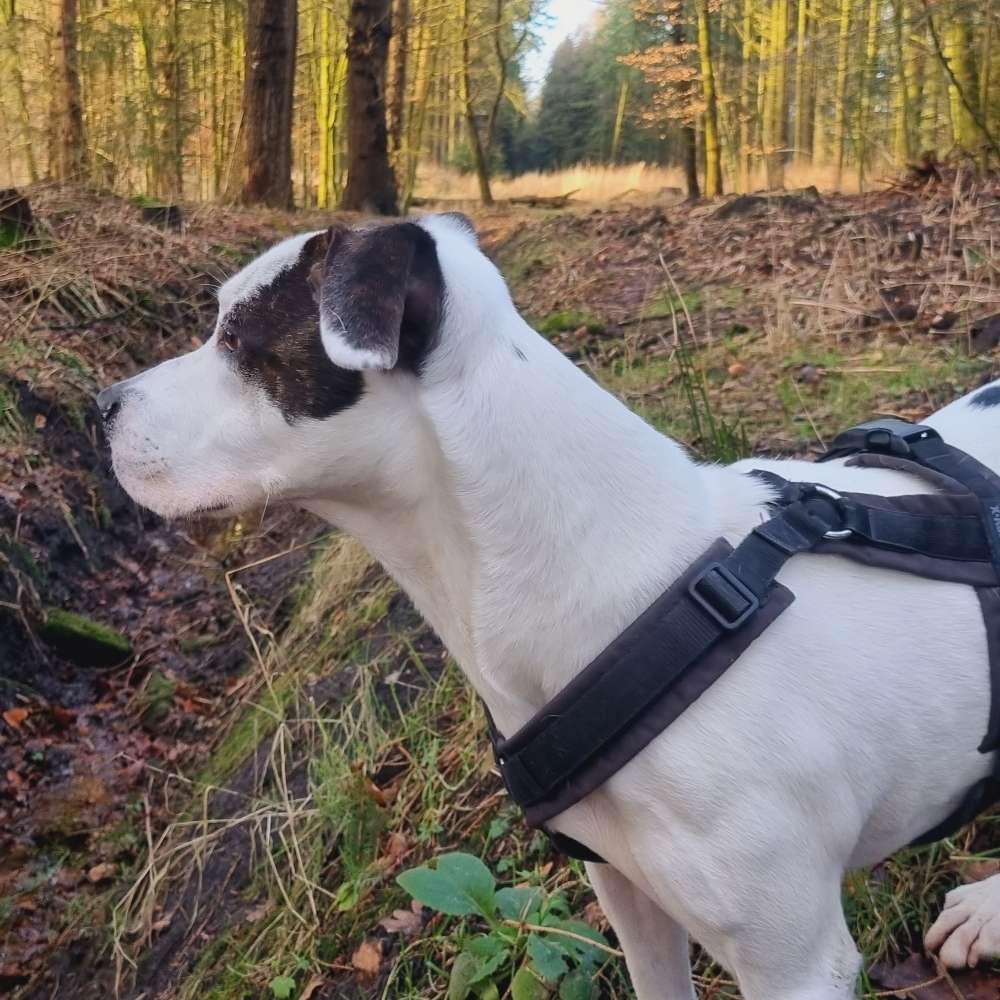 Hundetreffen-Gassirunde in Norden-Profilbild