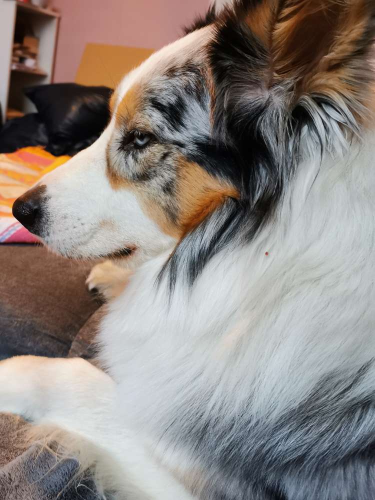 Hundetreffen-Hundebegegnungen-Profilbild