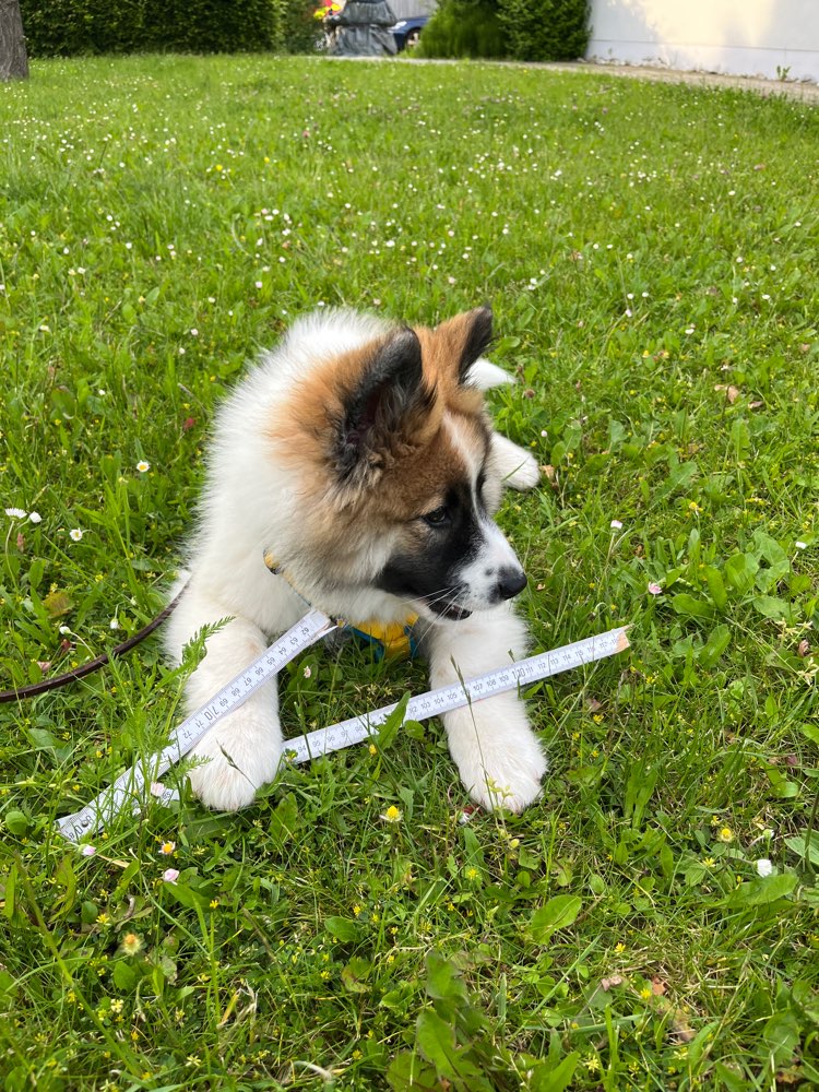 Hundetreffen-Sozialkontakt-Profilbild