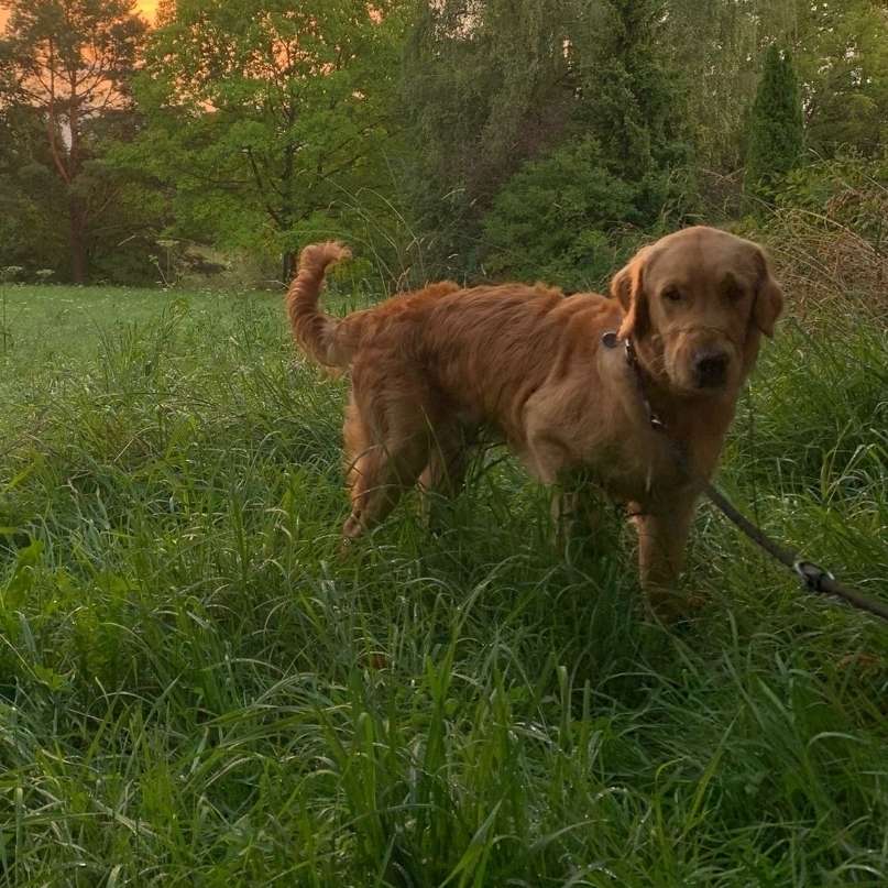 Hundetreffen-Junghund sucht Spiel- und Trainingsgefährten-Profilbild