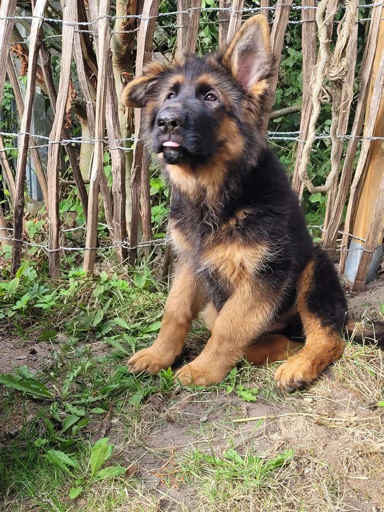 Hundetreffen-Welpen Junghunde Treffen-Profilbild
