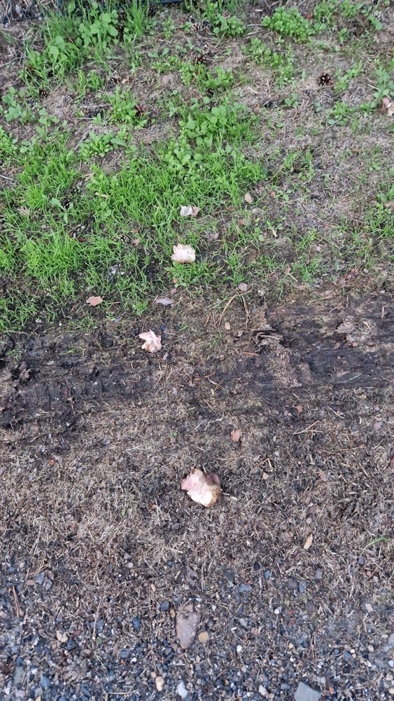 Giftköder-Fleischbrocken-Profilbild