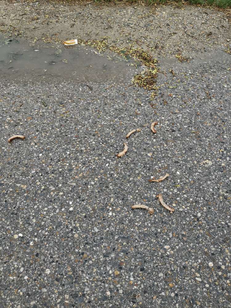 Giftköder-Knochen-Profilbild