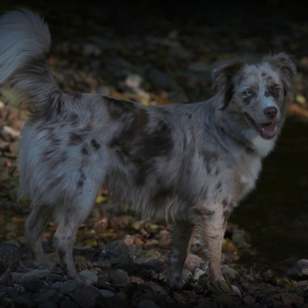 Hundetreffen-Gassi Runde in Schwanheim/ Goldstein-Profilbild