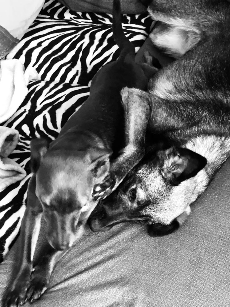 Hundetreffen-regelmäßige Gassirunden-Profilbild