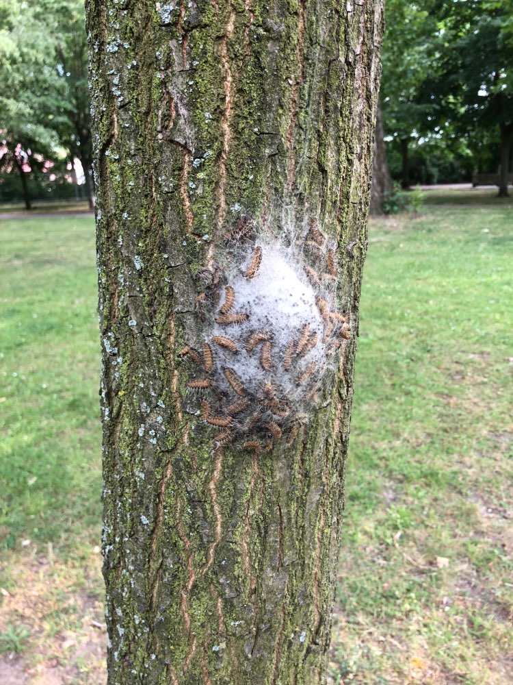 Giftköder-Eichen-Prozessionsspinner?-Profilbild