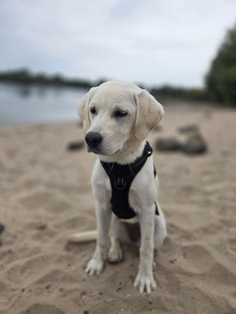 Hundetreffen-Gassi gehen / Spieltreffen-Profilbild