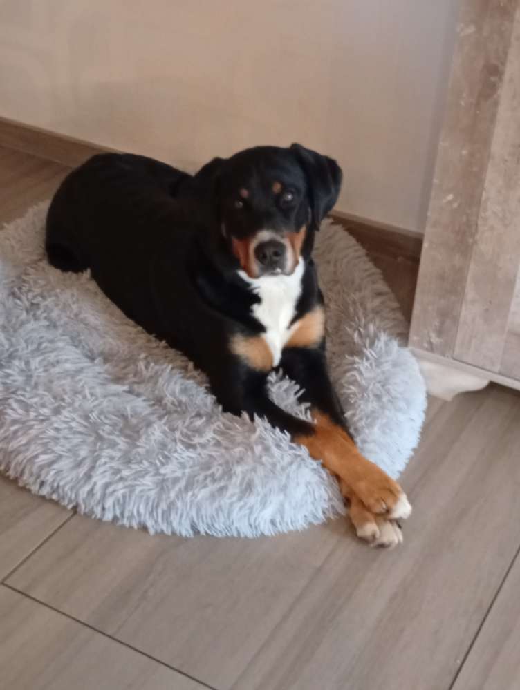 Hundetreffen-Gemeinsames spielen und sozialisieren-Profilbild