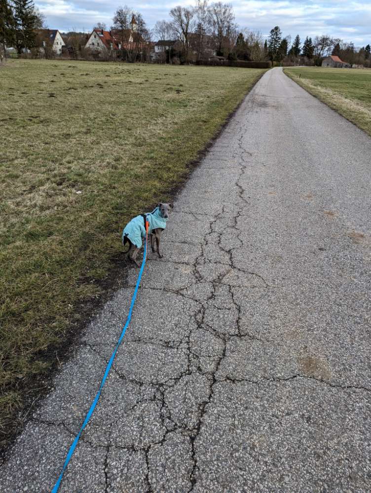 Hundetreffen-Gassifreunde gesucht-Profilbild