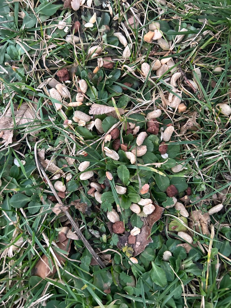 Giftköder-Möglicher Giftköder!-Profilbild