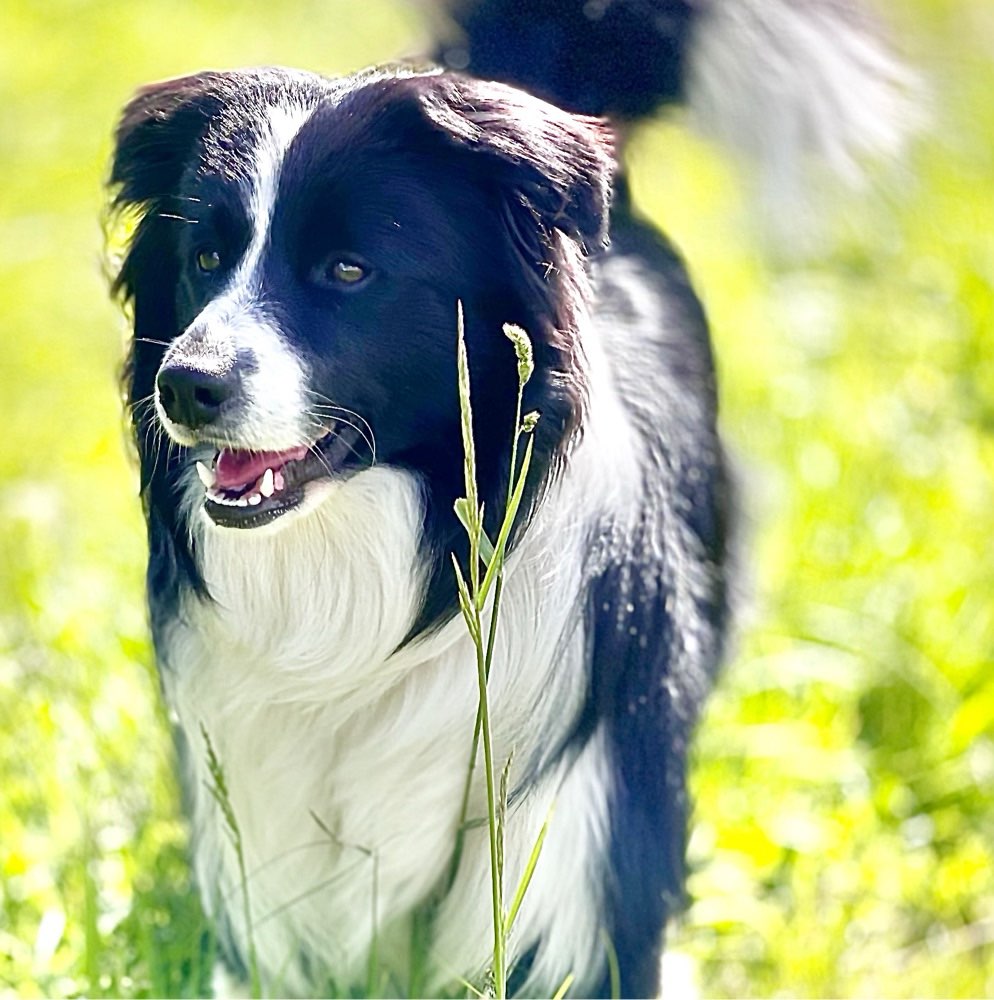 Hundetreffen-Spielkamerad gesucht-Profilbild