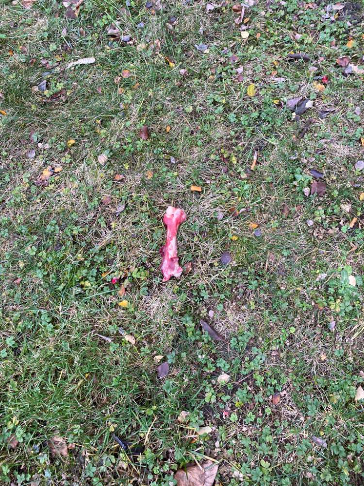 Giftköder-Knochen mit Draht-Profilbild