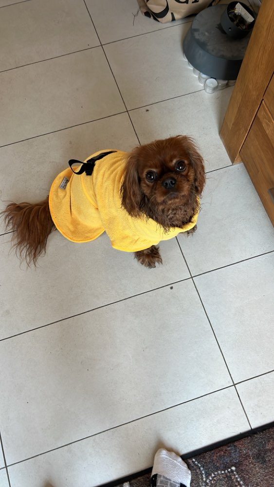 Hundetreffen-Hundefreund/in für schüchterne Hündin gesucht-Profilbild