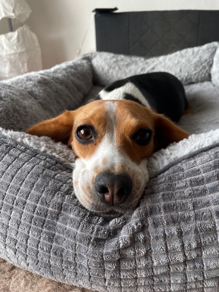 Hundetreffen-gemütliche spiel - spaziergänge mit unserer Lissy ☀️🌞-Profilbild