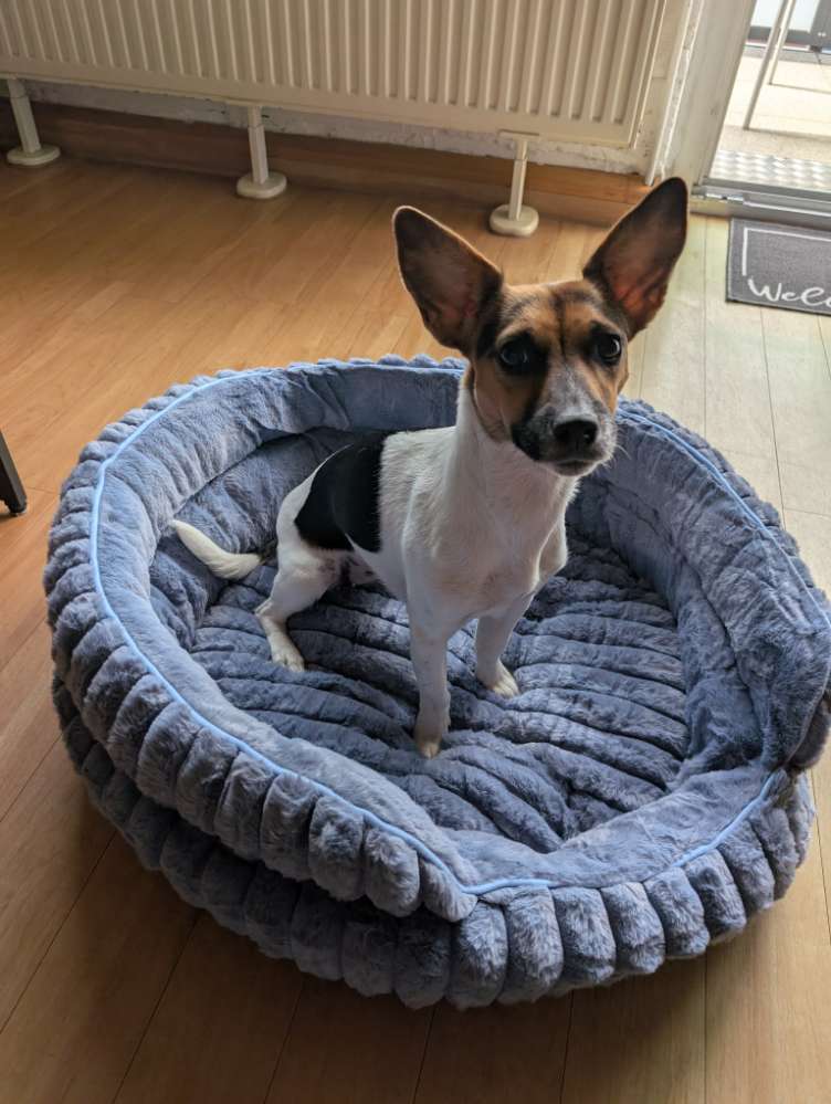 Hundetreffen-Meine juna sucht eine Spielgefährtin 😁-Profilbild