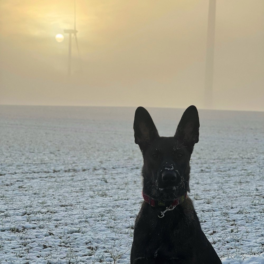 Hundetreffen-Spielzeit für Schäferhunde mit Power-Profilbild