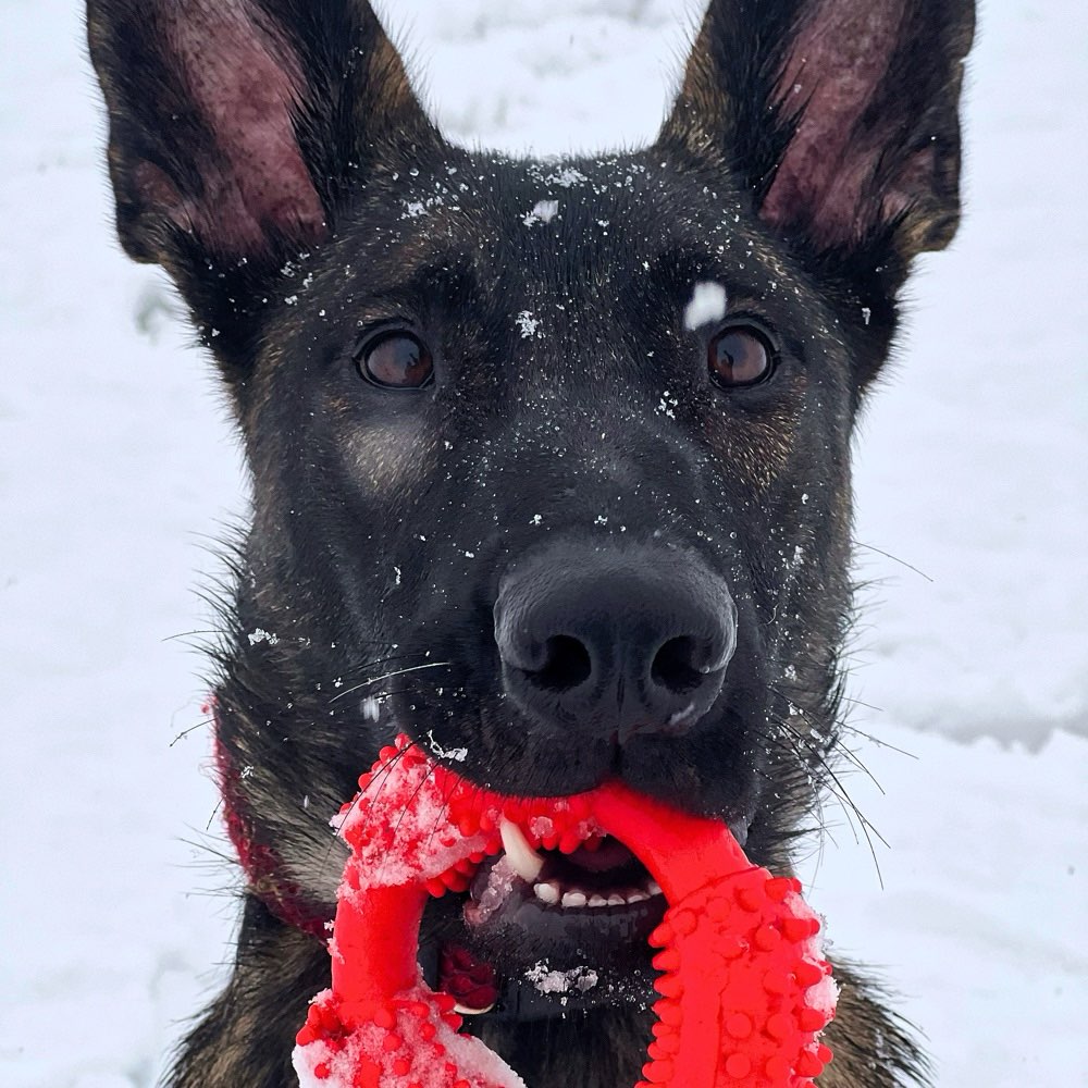 Hundetreffen-Biete uns als Trainingspartner an für z.B Reaktive Hunde-Profilbild