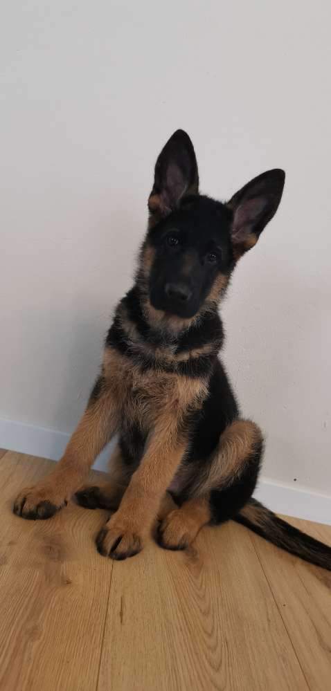 Hundetreffen-Spiel- und Gassirunde-Profilbild