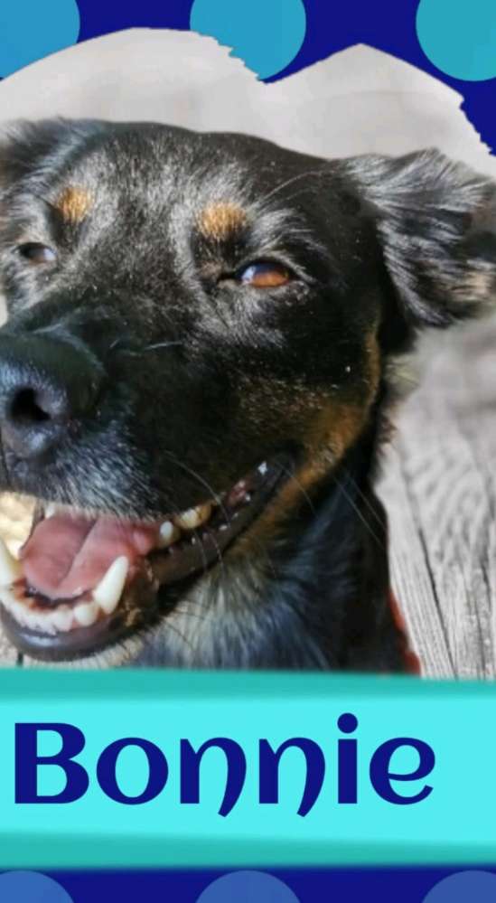 Hundetreffen-Jung und alt-Profilbild