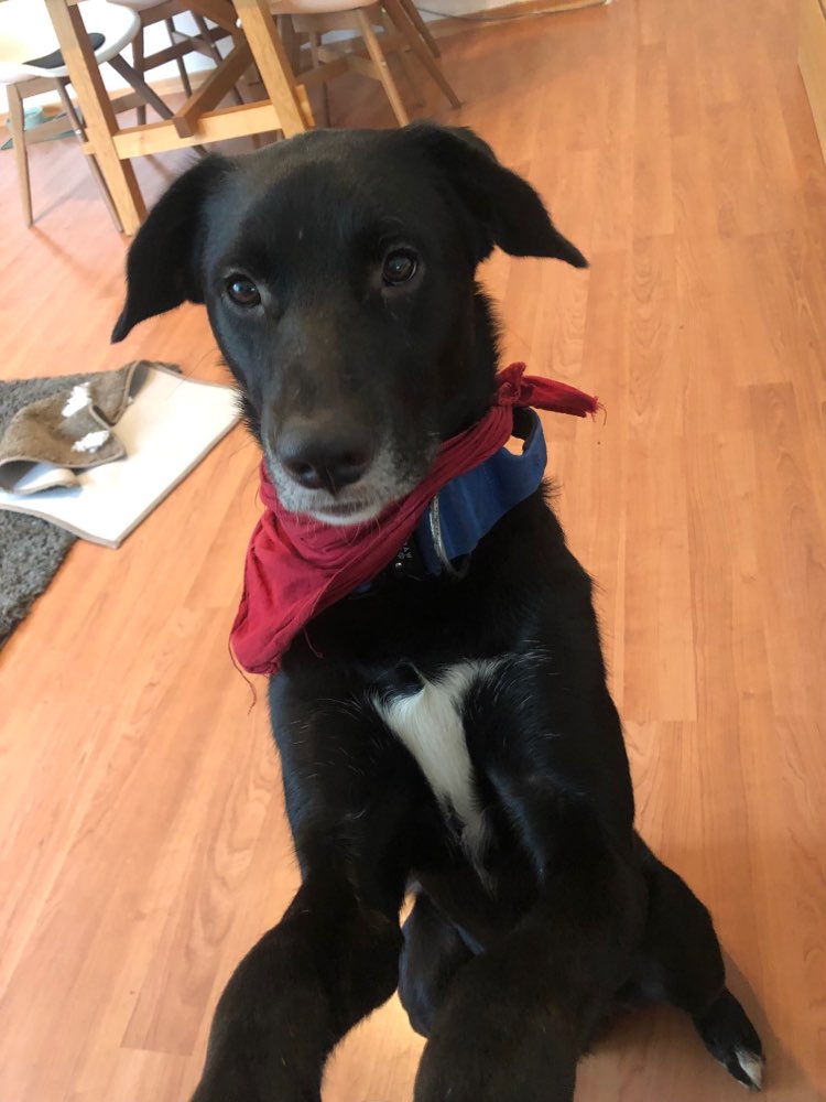 Hundetreffen-Hundebegegnungstraining-Profilbild