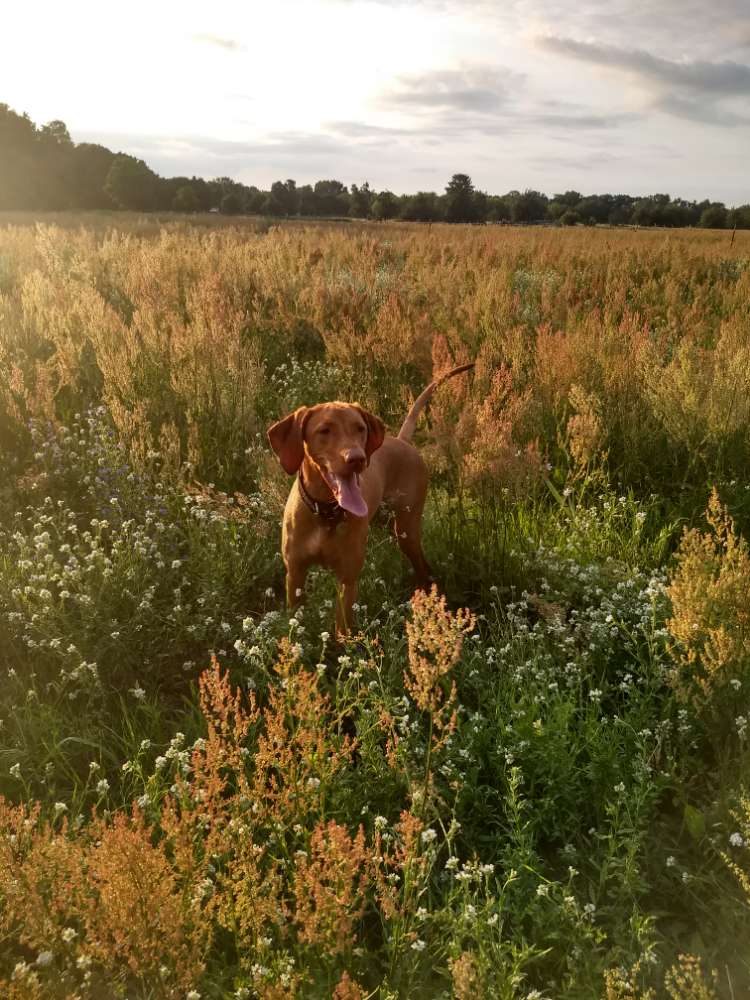 Hundetreffen-Sonntagsspaziergang-Profilbild