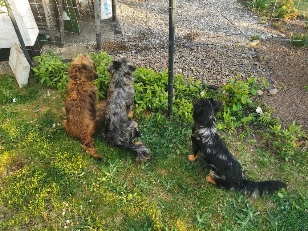 Hundetreffen-Kleine bis mittlere Hunde Spieltreff-Profilbild