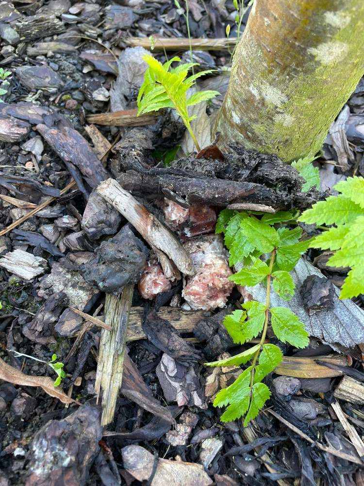 Giftköder-Möglicher Giftköder-Profilbild