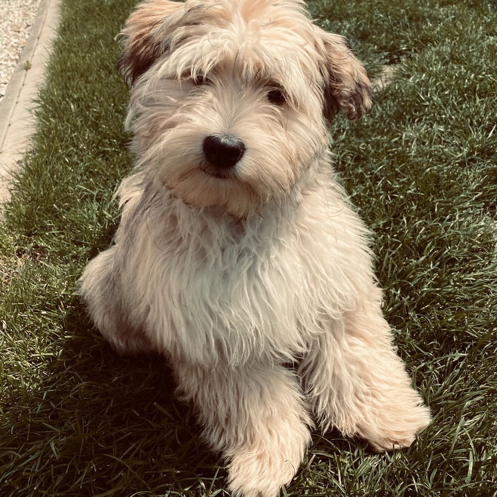 Hundetreffen-Gassi- & Spielpartner gesucht-Profilbild