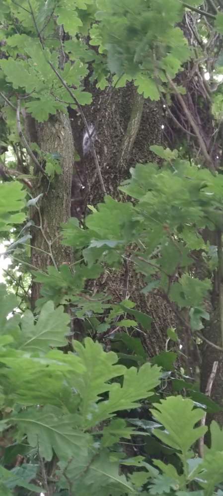 Giftköder-Eichenprozessionsspinner-Profilbild