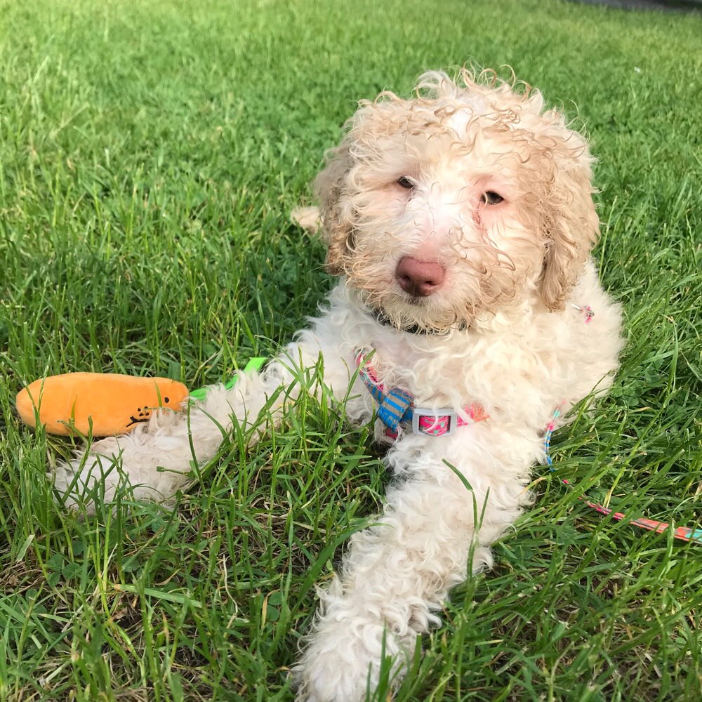 Hundetreffen-Welpentreff in Ehrenfeld und Grüngürtel-Profilbild