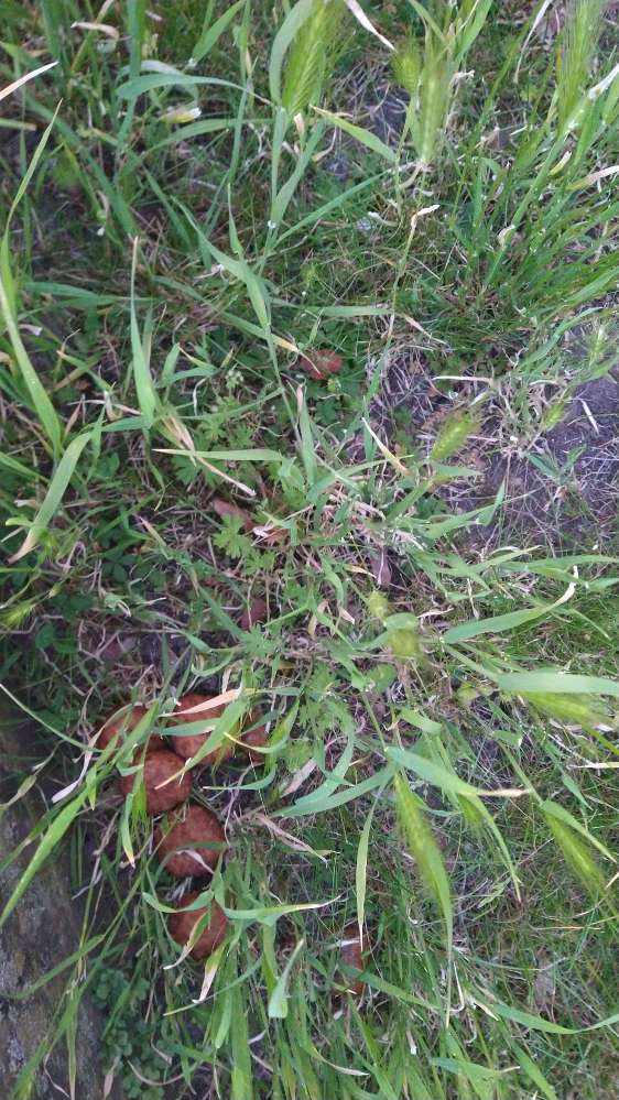 Giftköder-Wahrscheinlich Giftköder-Profilbild