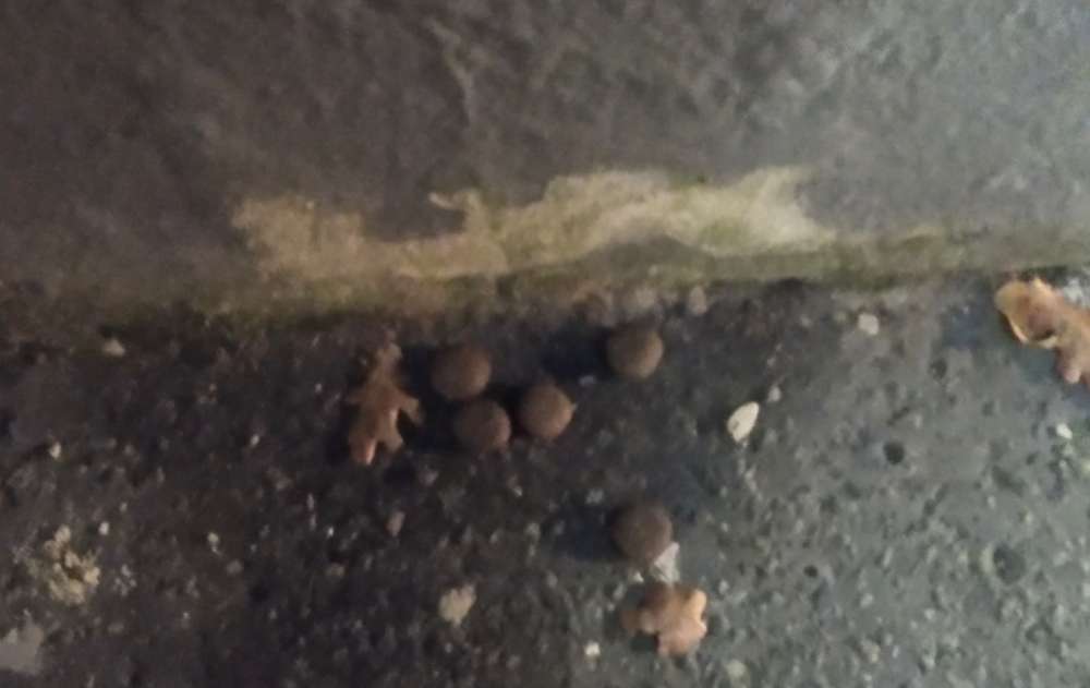 Giftköder-Wahrscheinliche Giftköder-Profilbild