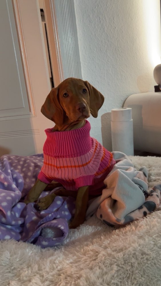 Hundetreffen-Welpentreff /Hundetreff Volkspark F‘hain-Profilbild