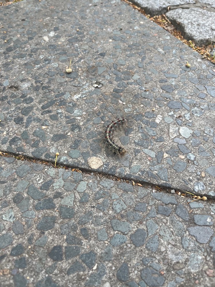 Giftköder-Eichenprozessionsspinner-Profilbild