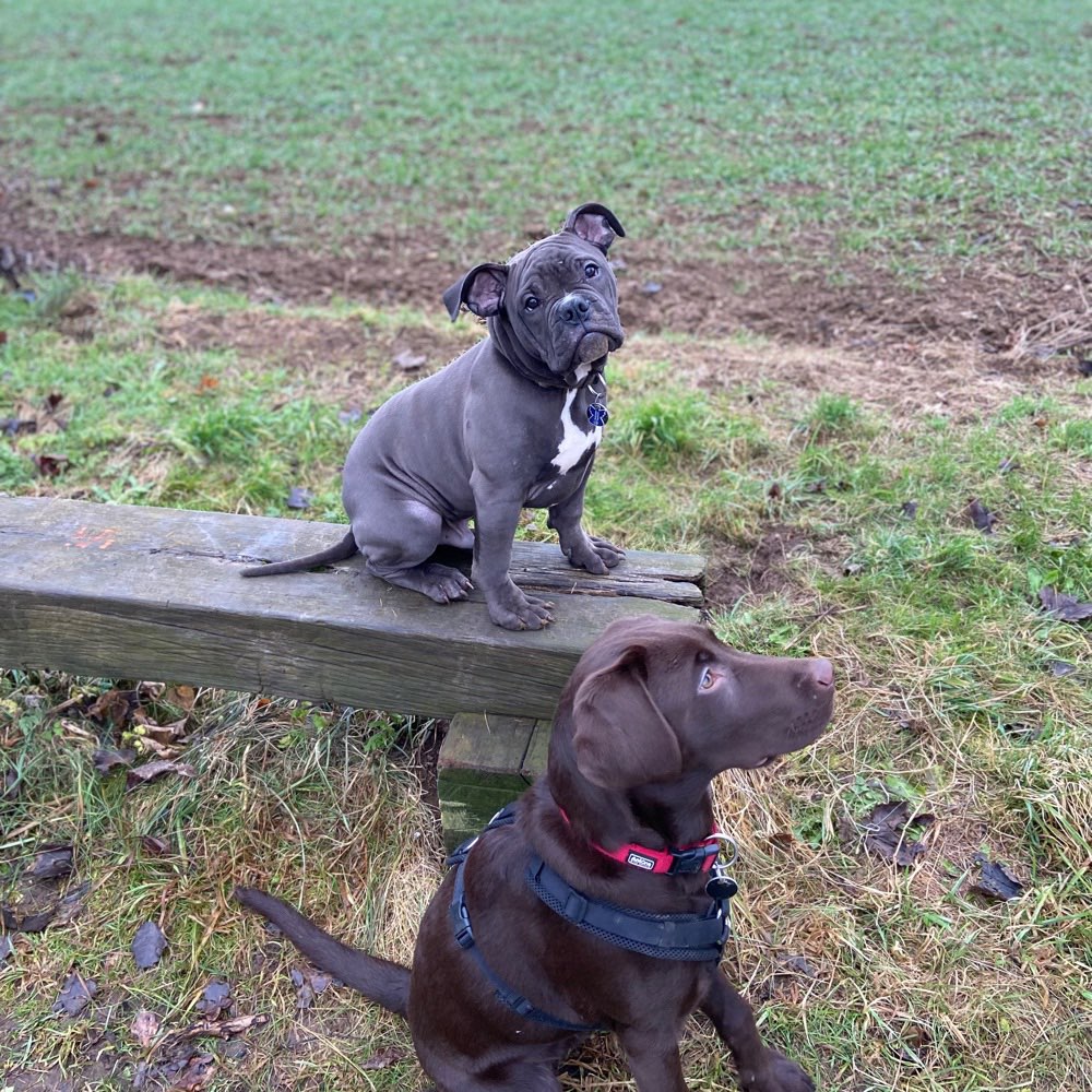 Hundetreffen-Spiele/ Gassirunden-Profilbild